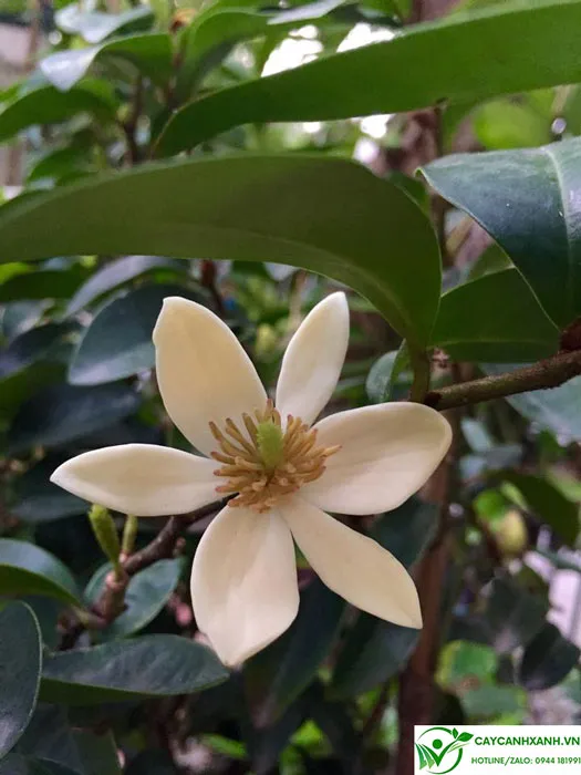 Hoa lan tiêu 6 cánh và có mùi thơm