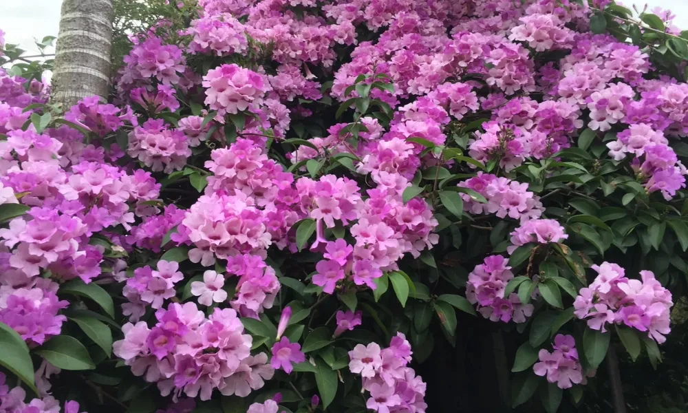 Cây lan tỏi thân leo