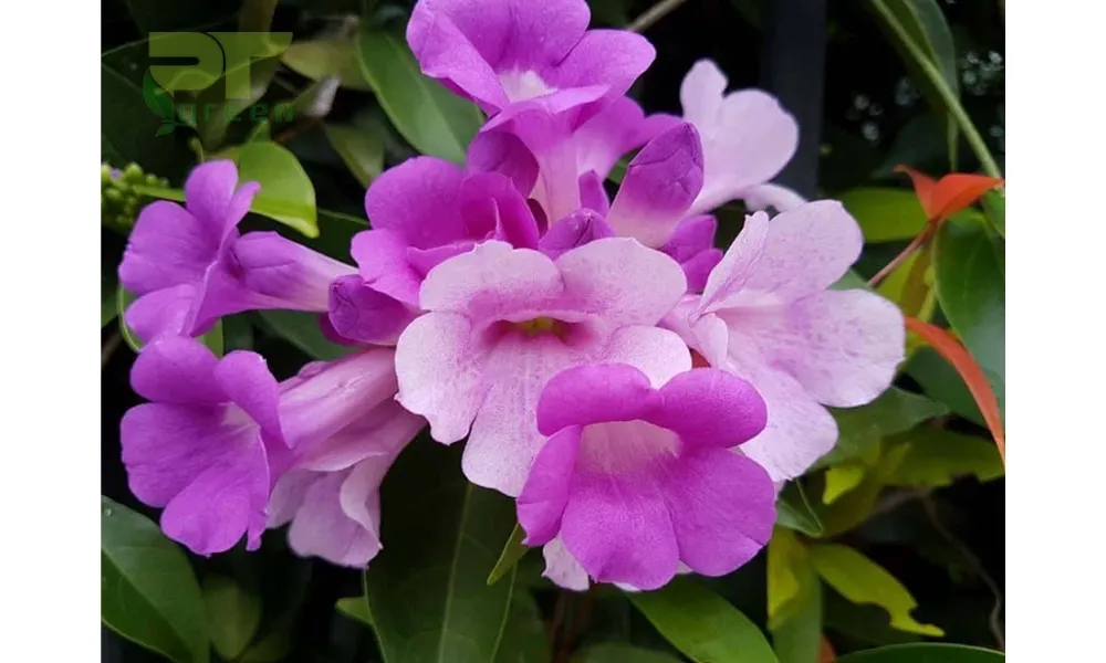 Hoa lan tỏi nở thành chùm màu tím pha trắng