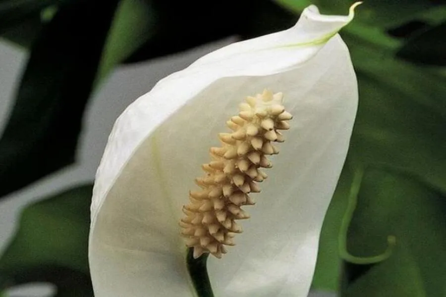 Cụm hoa lan ý được lá bắc lớn màu trắng bao quanh, trông như một cánh buồm trắng tinh khôi.