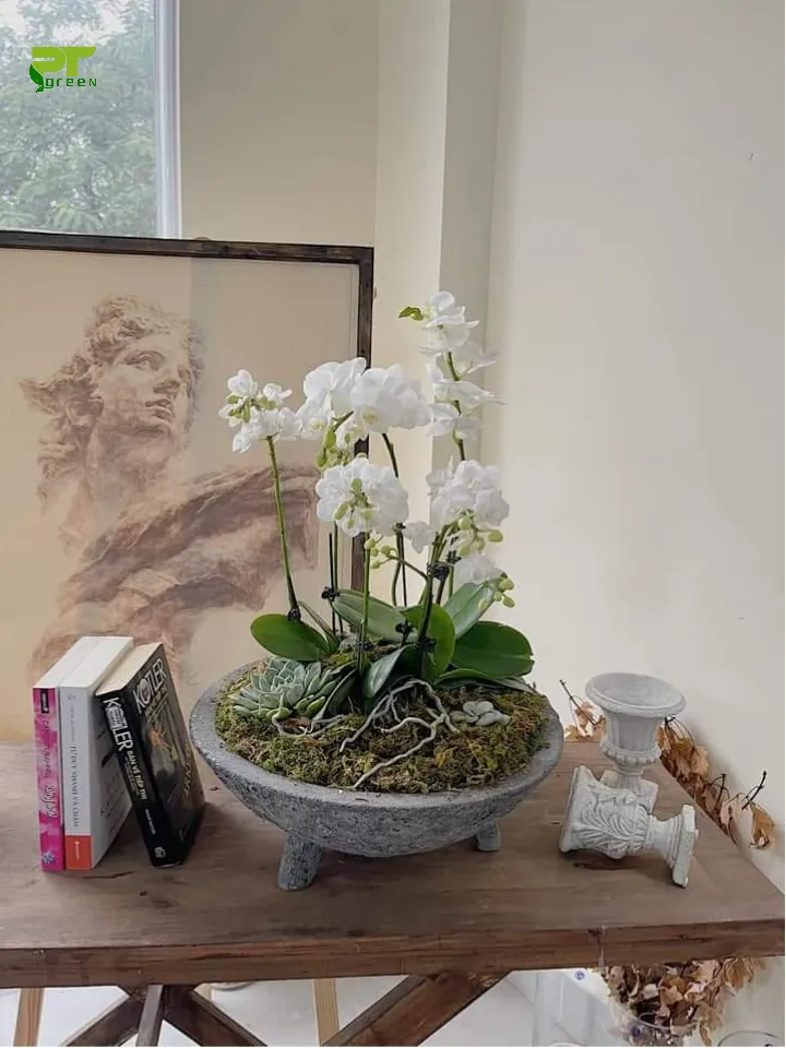 Chậu hoa Lan hồ điệp hoặc lan dendro nhỏ đặt trên bàn