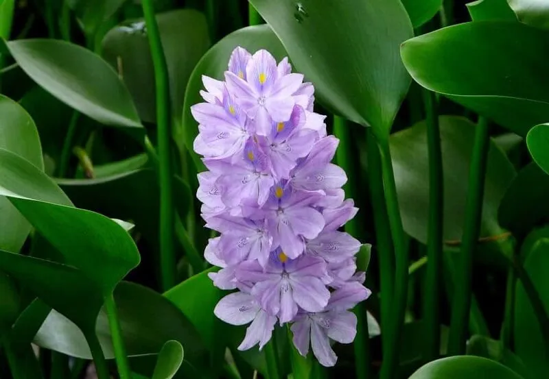 Hoa lục bình với sắc tím lãng mạn