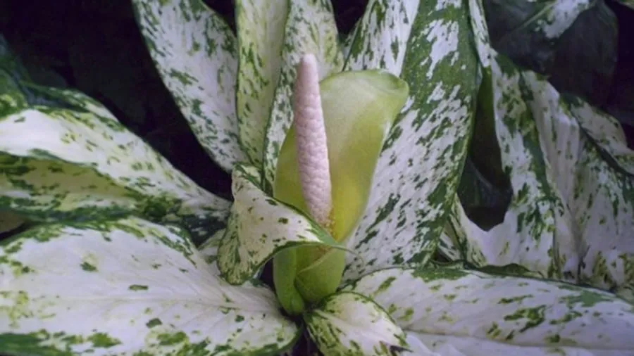 Hoa ngọc ngân nở mang đến điềm lành và vận may cho gia chủ