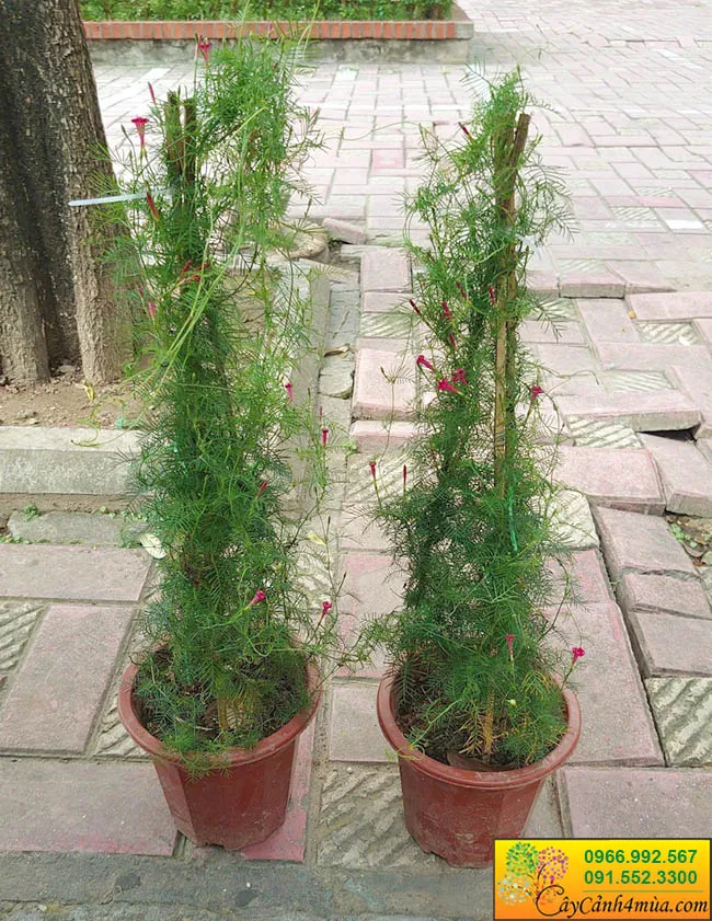 hoa sao leo đỏ ban công