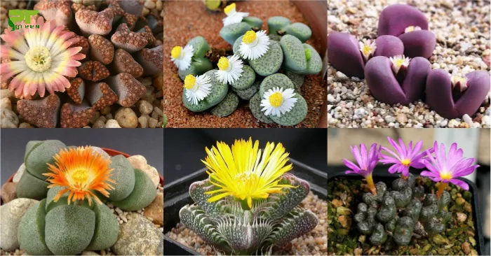 Chậu hoa Sen Đá mini đặt trên bàn làm việc