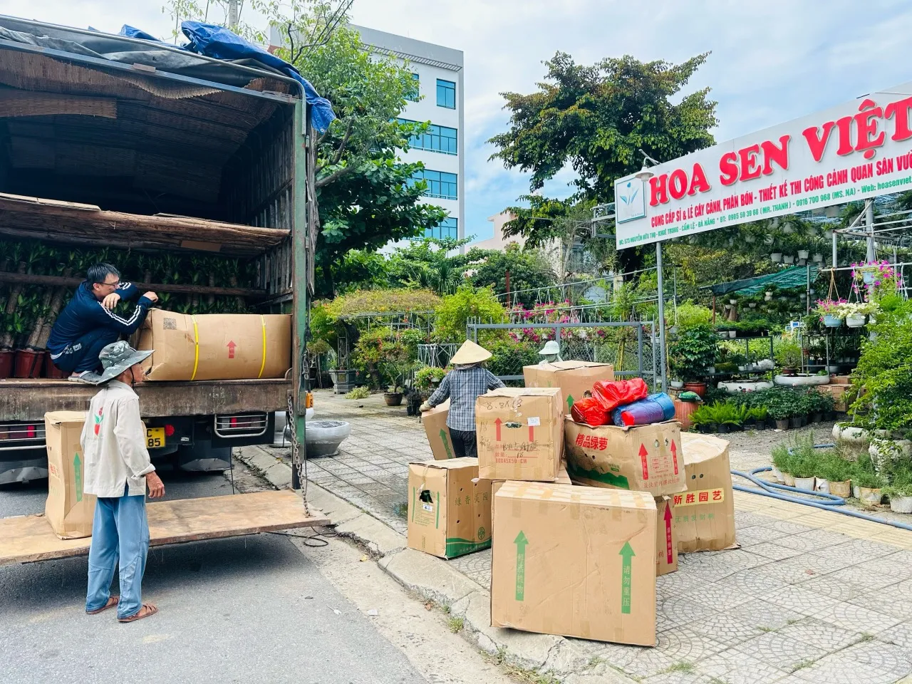 Mua bán đa dạng cây cảnh tại Hoa Sen Việt