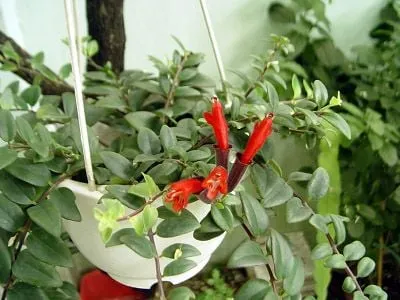 Đặc điểm hình thái của cây Son Môi