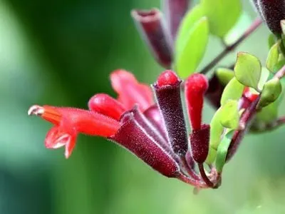 Hoa Son Môi có màu đỏ rực rỡ và hình dáng như thỏi son