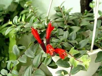 Lá xanh bóng và thân rủ của cây Son Môi