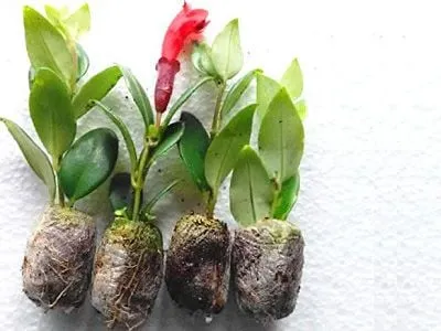 Giâm cành là phương pháp nhân giống phổ biến cho Son Môi