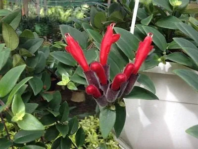 Bổ sung dinh dưỡng hợp lý giúp hoa Son Môi nở rộ