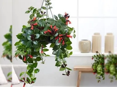 Son Môi ưa bóng bán phần và nhiệt độ mát mẻ