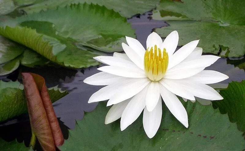 Hoa súng có nhiều màu sắc đa dạng