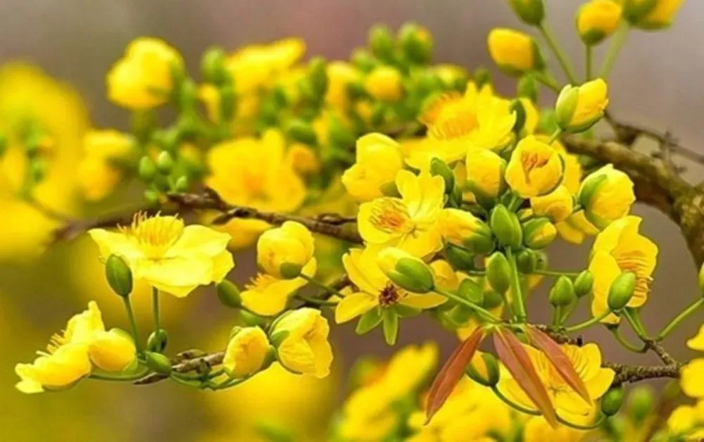 Hoa mai rực rỡ, biểu tượng Tết miền Nam