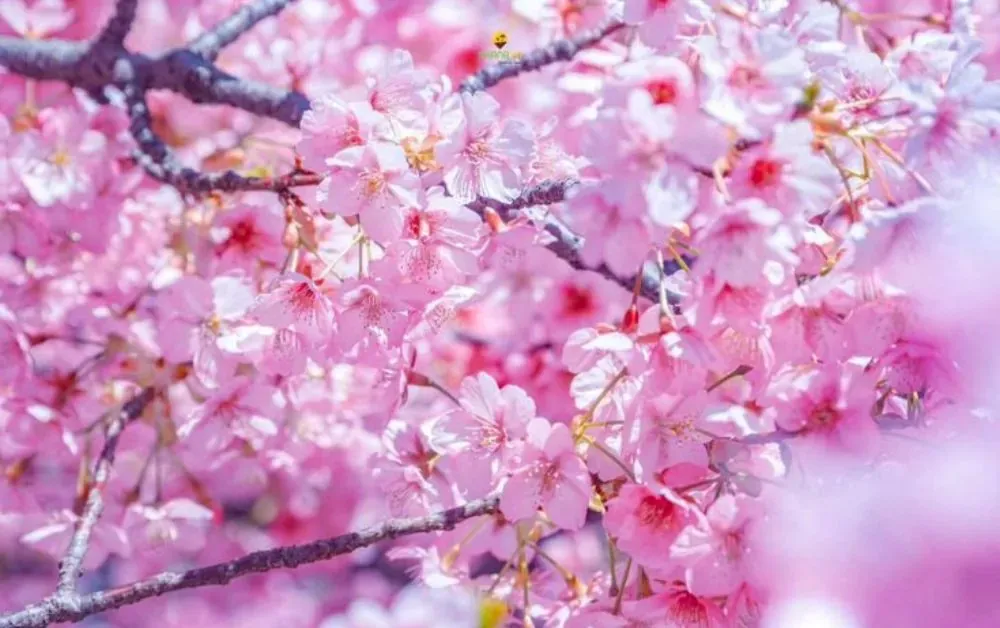 Hoa anh đào ở Tết đất nước Nhật Bản