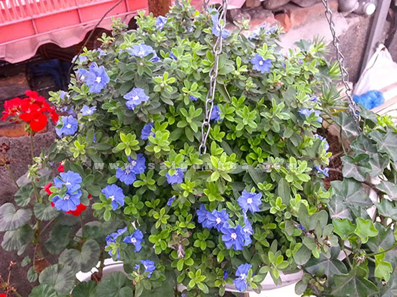 Cận cảnh Hoa Thanh Tú màu xanh biếc nổi bật