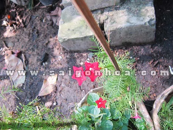 Hình ảnh những bông hoa Tóc Tiên màu đỏ tươi