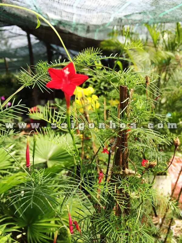 Hình ảnh hoa và lá Dây Tóc Tiên