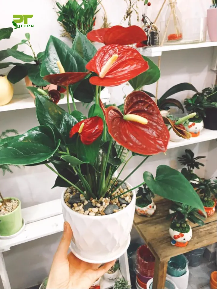 Chậu cây Hồng Môn đỏ đặt trên bàn văn phòng