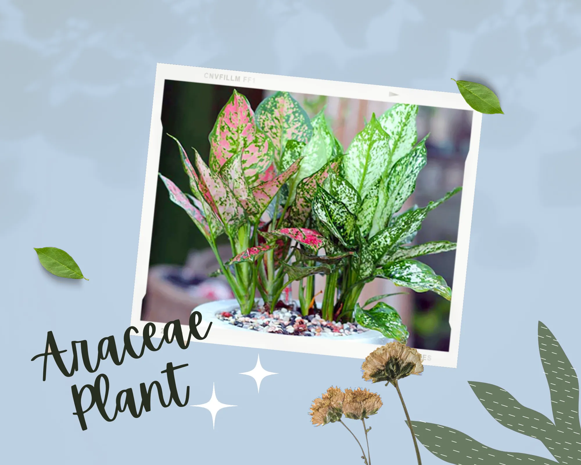 Sự khác biệt giữa cây Ngọc Ngân (lá xanh đốm trắng) và cây Vạn Lộc (lá đỏ)