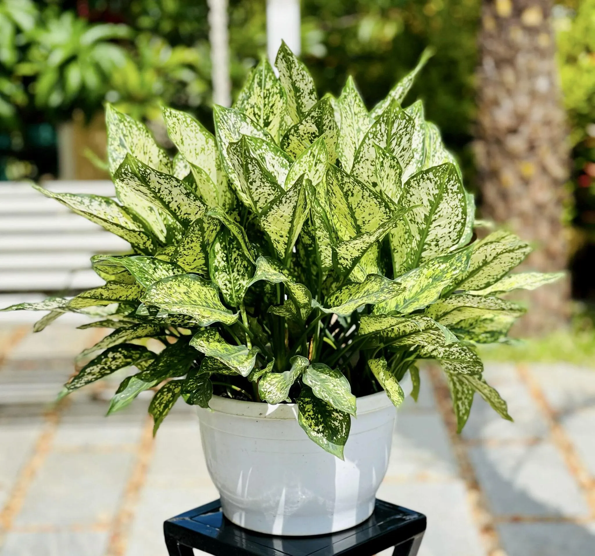 Cây Ngọc Ngân với lá xanh viền và đốm trắng lớn ở giữa