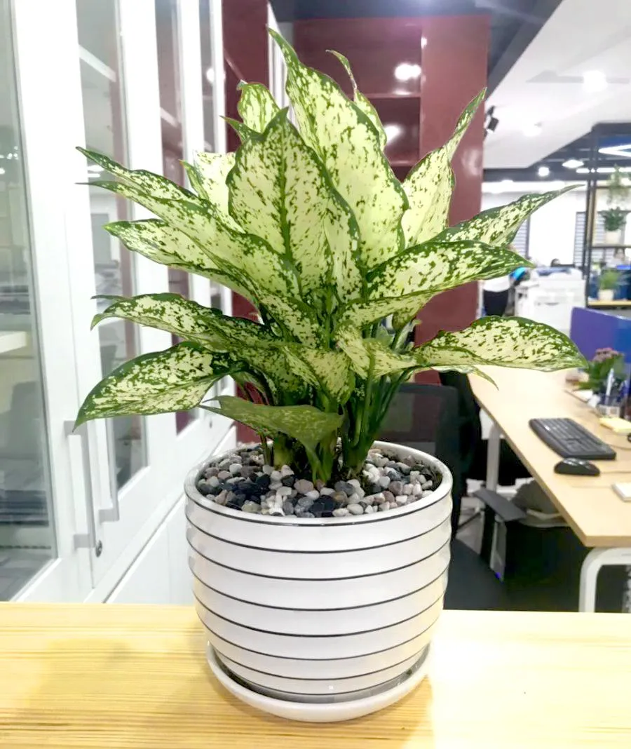 Chậu cây Ngọc Ngân để trang trí bàn làm việc