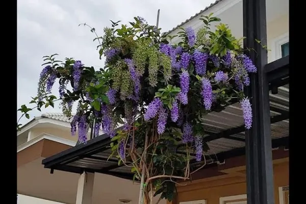 Mai xanh là cây thân leo ưa sáng và phát triển mạnh mẽ