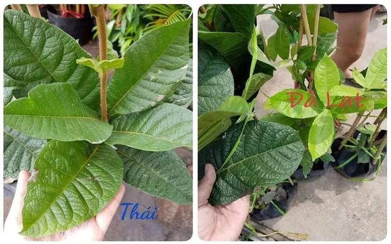 Sự khác biệt giữa Hoa Mai xanh Thái và Đà Lạt