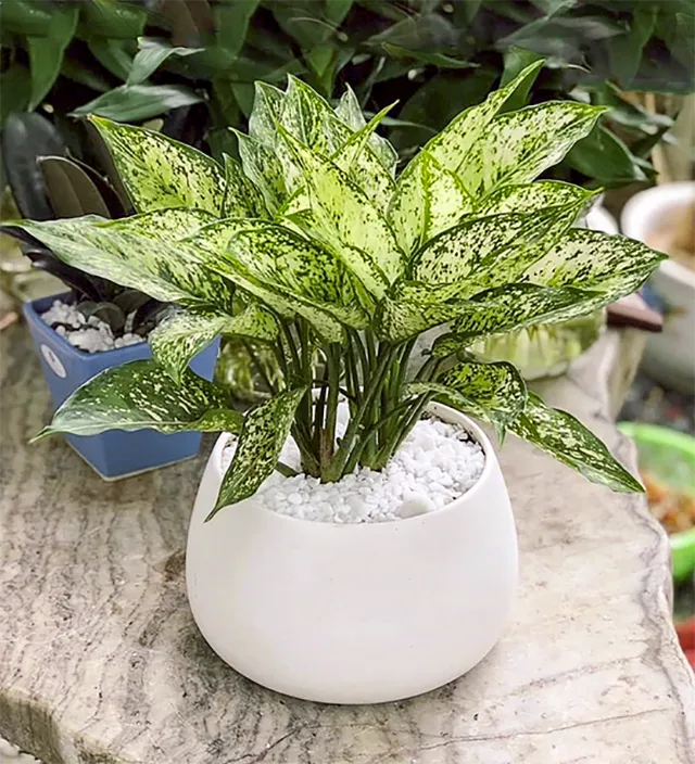 Cây Ngọc Ngân trồng trong chậu đất với giá thể tơi xốp