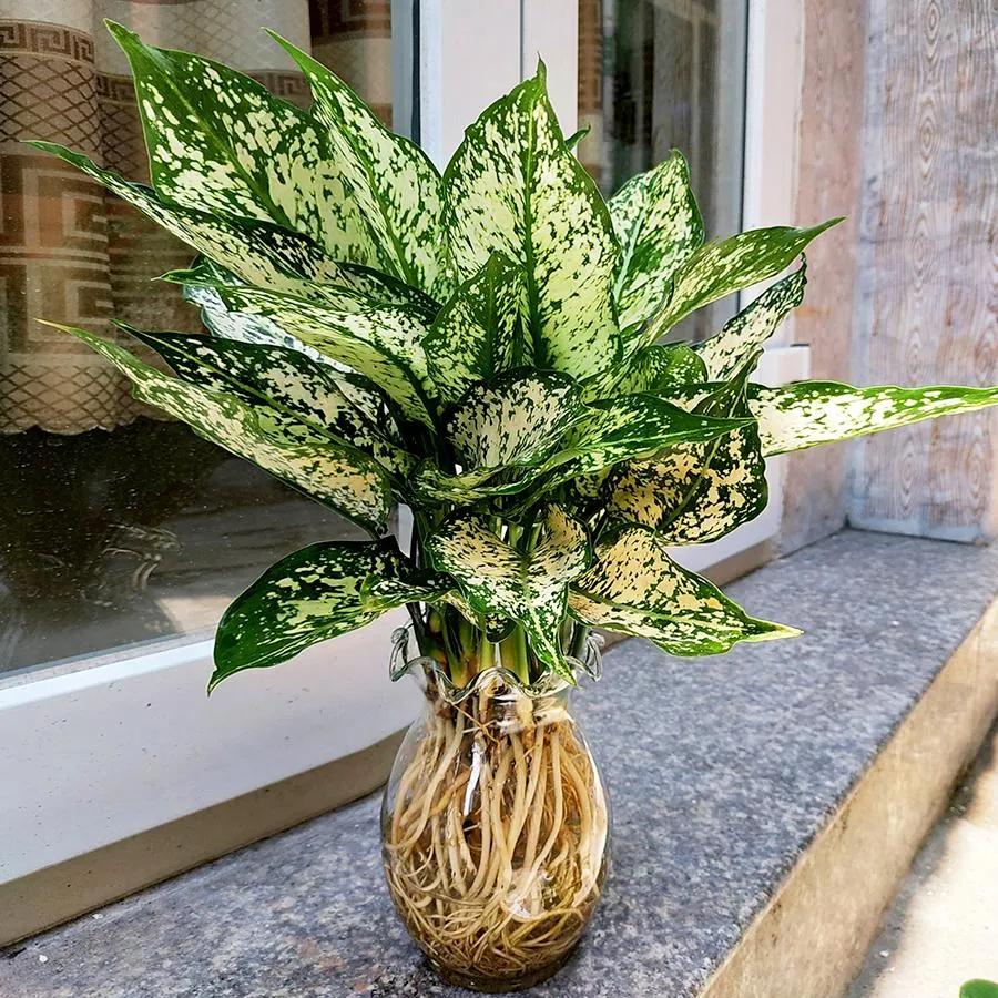 Cây Ngọc Ngân trồng thủy sinh trong bình thủy tinh trong suốt