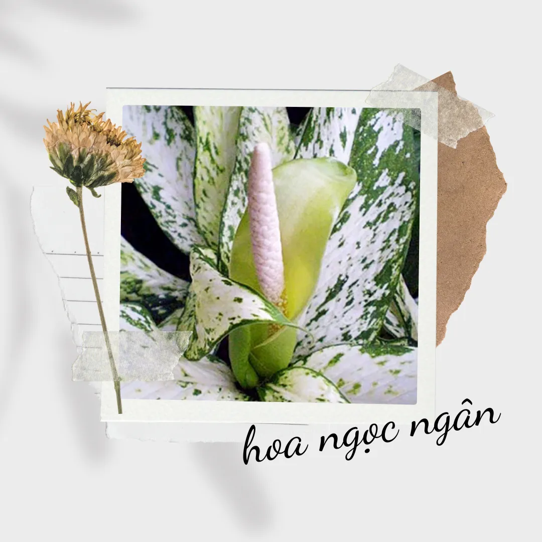 Mo hoa hình trụ, màu trắng hoặc xanh nhạt