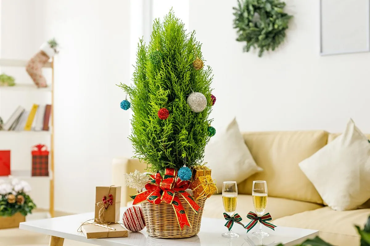 Tùng thơm đặt trên bàn trà kết hợp với nến trang trí