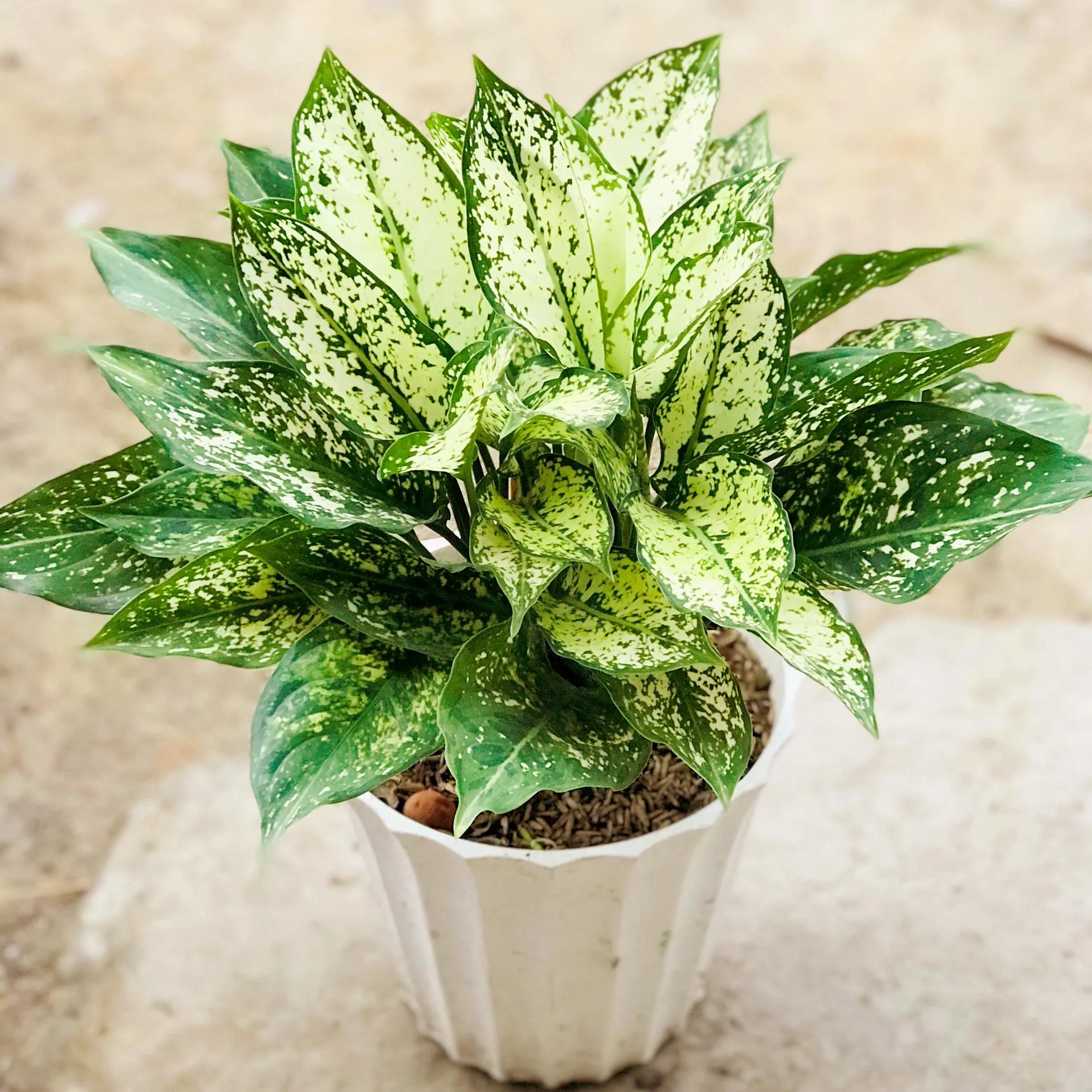 Cây Ngọc Ngân được đặt trên bàn làm việc