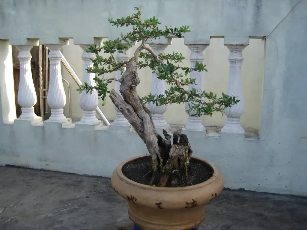 Một khúc lũa đã được gọt dũa, tạo hình lại theo ý đồ nghệ thuật