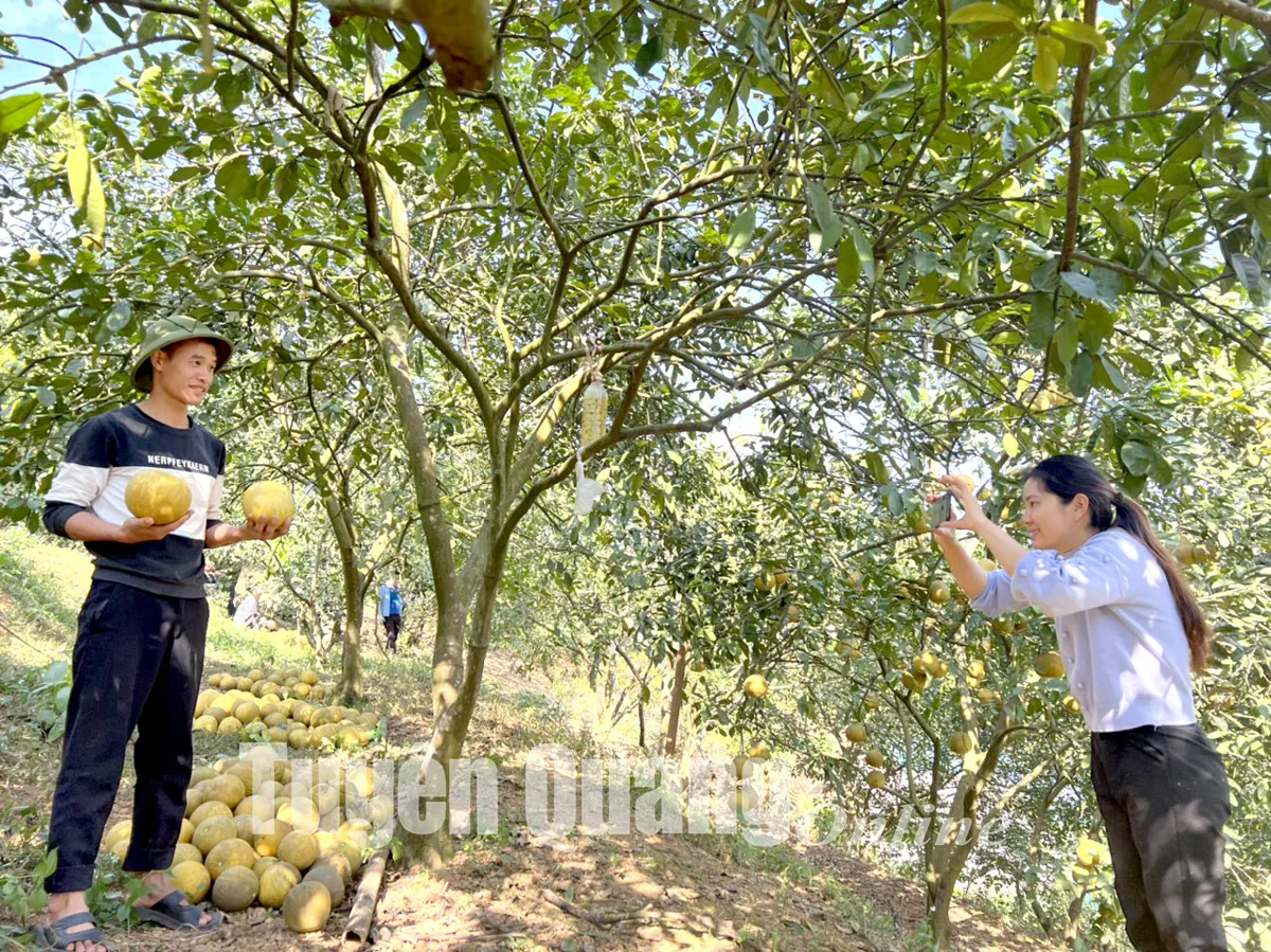 Anh Nguyễn Ngọc Lâm livetream bán bưởi trong dịp Tết