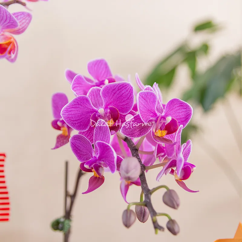 Lan Hồ Điệp sang trọng trưng bày ngày Tết