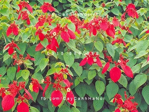 Khóm hoa Bướm Đỏ rực rỡ