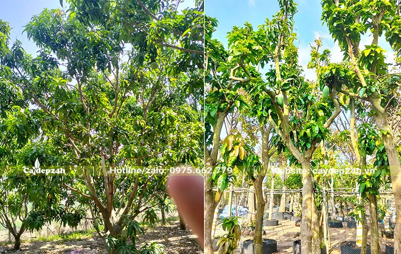 Kỹ thuật chăm sóc vườn Xoài chuyên canh, cây đã được dâm ủ