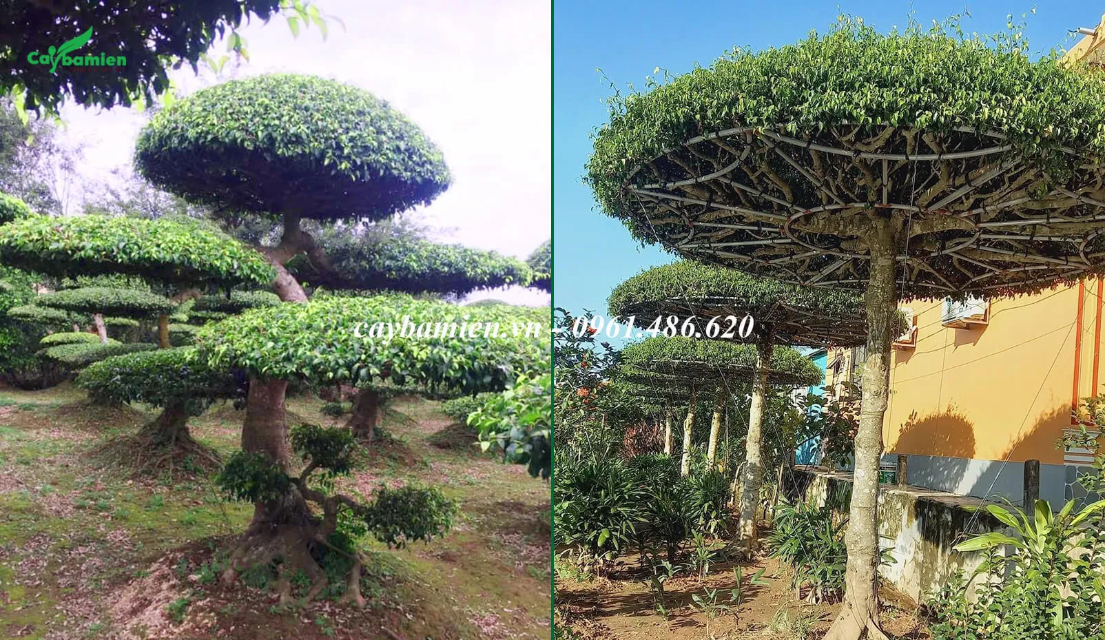 Trồng và chăm sóc cây Sanh Nam Điền cảnh