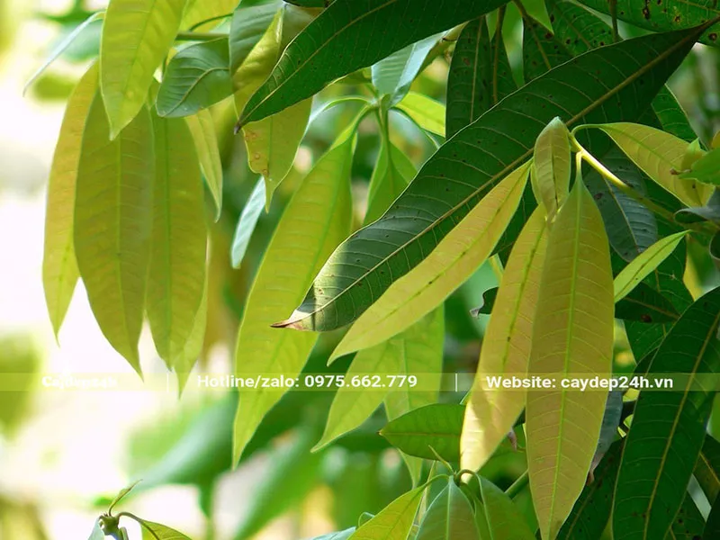 Lá Xoài non đang ra chồi mới với màu sắc tươi sáng