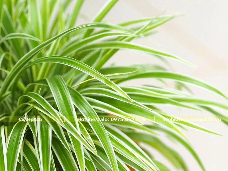 Những chiếc lá của cây cỏ lan chi cong cong tỏa tròn nhìn vô cùng đẹp