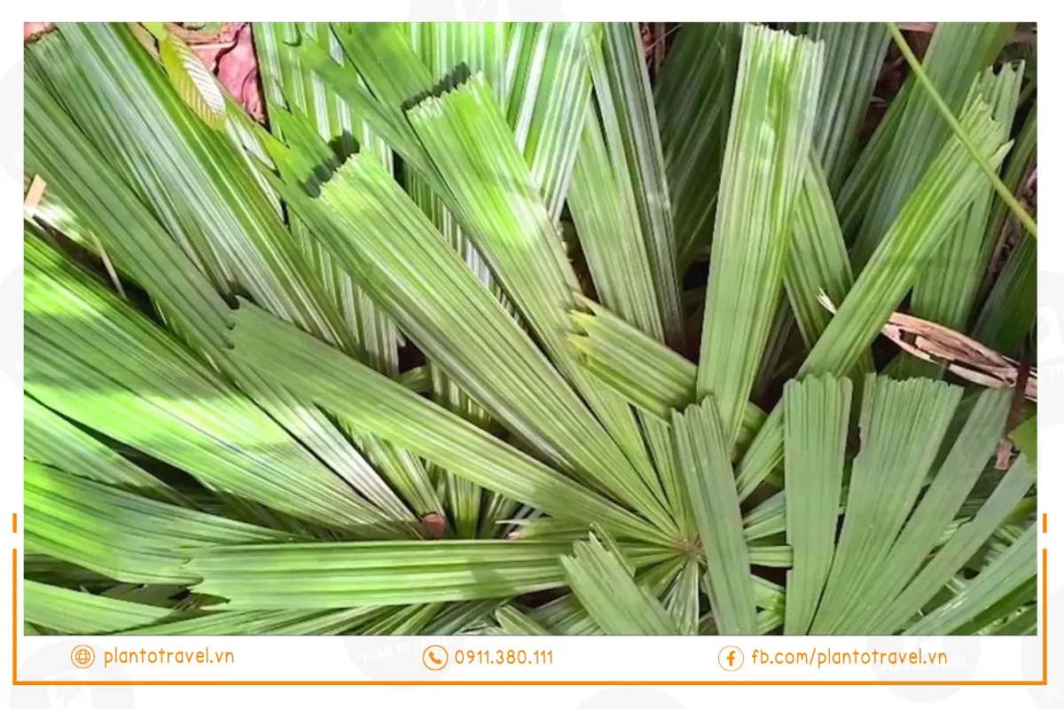 Lá mật cật - nguyên liệu độc đáo để gói bánh tét