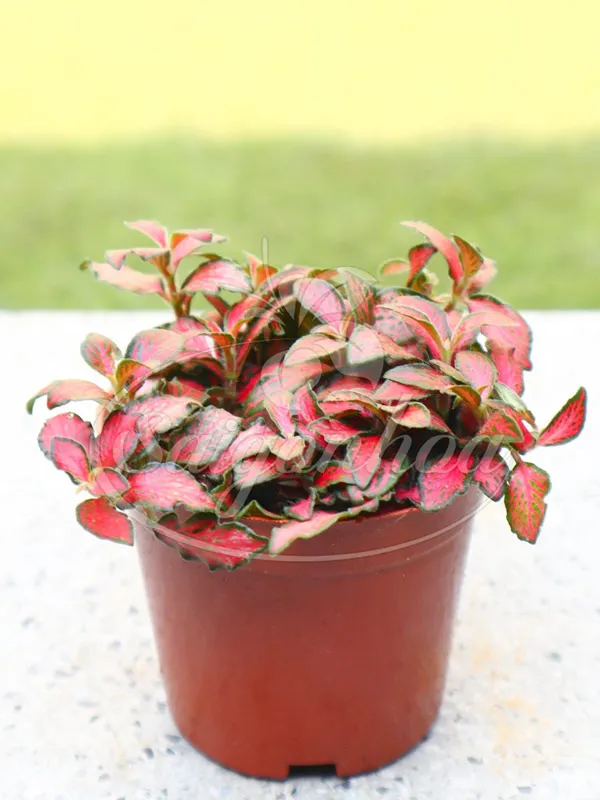 Cận cảnh lá cây may mắn cẩm nhung có lớp lông mịn