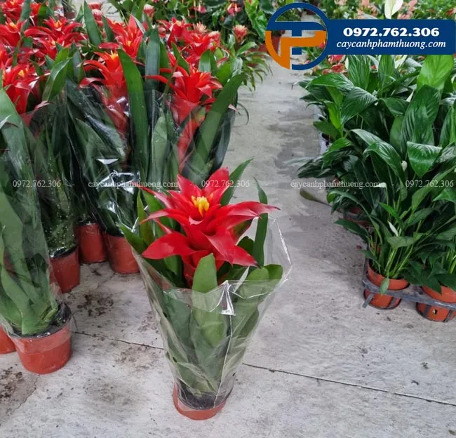 Hoa cây lan đuốc đỏ rực rỡ như ngọn nến