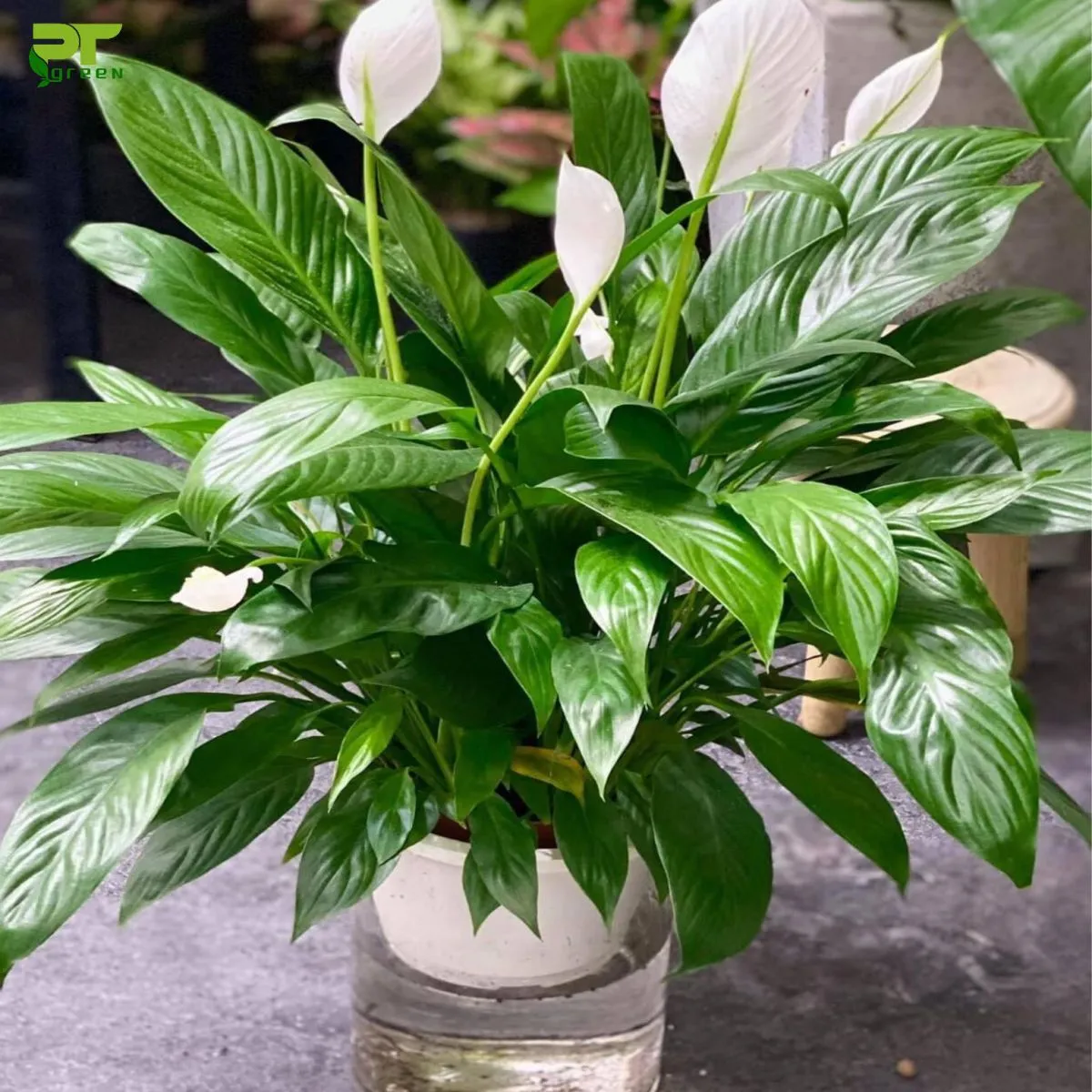 Chậu cây Lan Ý với hoa trắng thanh lịch