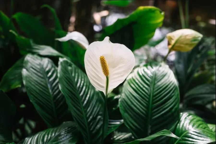 Lan ý hợp với những người mệnh Mộc, Kim và Thủy nhờ sự kết hợp hài hòa giữa màu xanh của lá và màu trắng của hoa.