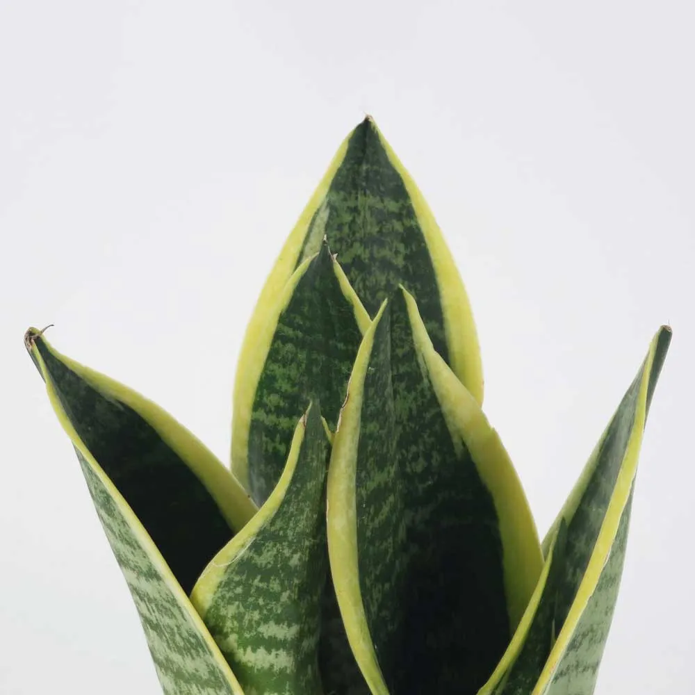 Cây Lưỡi Hổ Thái (Sansevieria futura superba) lá ngắn, bầu và gọn