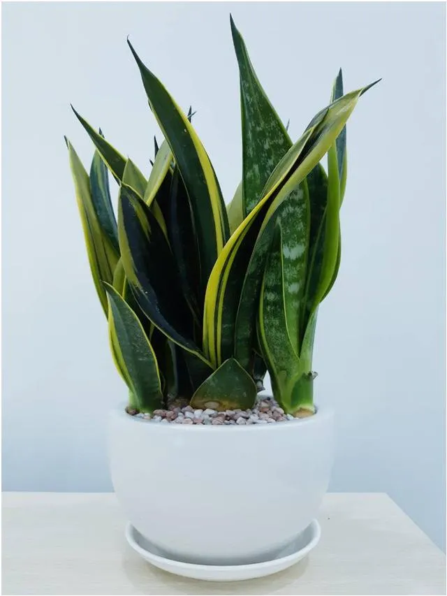 Lá cây luôn mọc thẳng, vươn lên trên