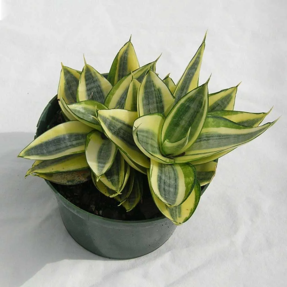 Cây Lưỡi Hổ Thái Vàng (Sansevieria golden hahnii) nhỏ gọn có viền vàng