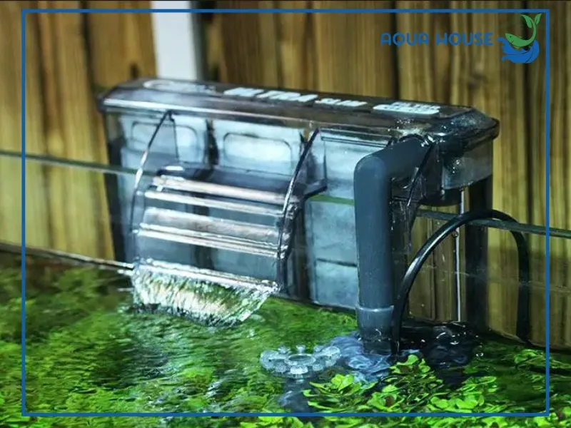 Tác dụng của máy lọc nước hồ cá trong hệ sinh thái
